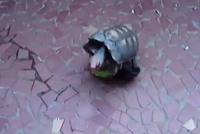 Самец черепахи использует мячик в качестве секс-игрушки