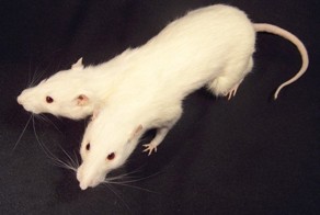 Новый фотоприкол