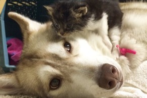 Хаски, которая выходила котенка