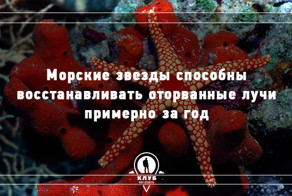 9 интересных фактов про морских обитателей