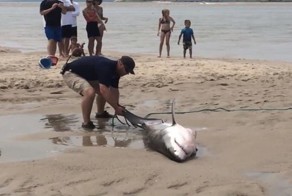 Отдыхающие на пляже в Массачусетсе помогли спасти молодую белую акулу
