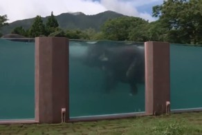 Японский зоопарк построил  65-метровый бассейн для слонов