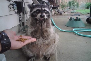 13 фотографий, после просмотра которых вы полюбите енотов