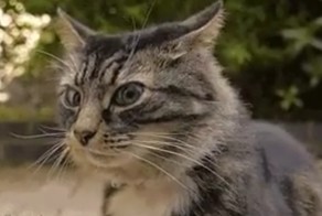 Бывалый котэ плохому не научит