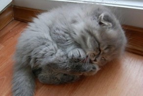 50 очаровательных спящих котят