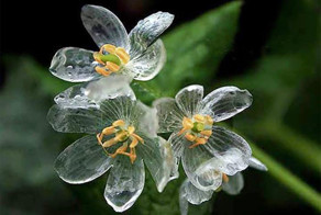 Цветок, который становится прозрачным после дождя