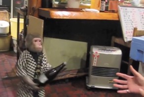 В японском кафе клиентов обслуживает обезьяна официант