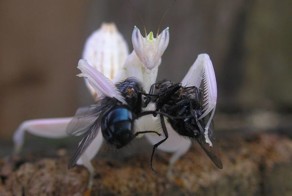 Фотоприкол бесплатно