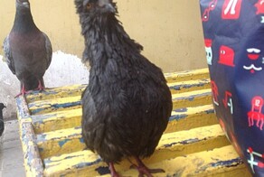 Голубь - бомж