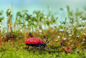 Победители конкурса «Микрокосмос»