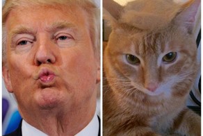 Затрампь кота: коты с шевелюрами из собственной шерсти