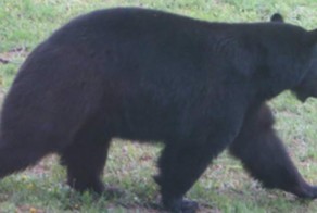 В пекарню пробрался медведь и «схомячил» 38 пирогов