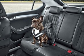Ремень безопасности для собак — новая опция на авторынке