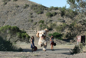 20 фотографий, на которых собаки выглядят настоящими гигантами