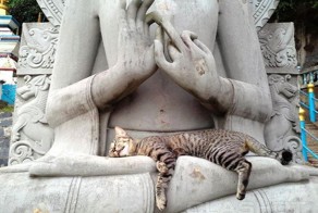 Коты-буддисты: гармония и единение