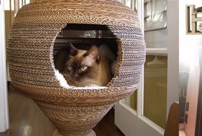 12 лучших самодельных штук из картона для ваших любимых котиков