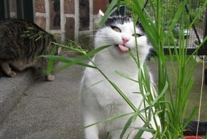 Фото онлайн