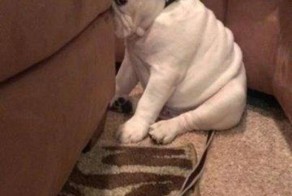 Фотоприкол