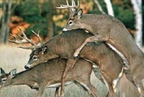 Топ 10 сексуальных извращений среди животных