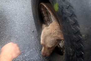 Как вызволяли пса, который застрял головой в колесе