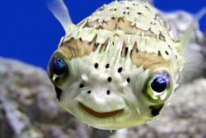 Фотоприкол онлайн