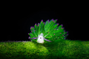 Морской слизняк, похожий на овечку