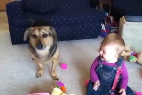 Собаки и маленькие дети