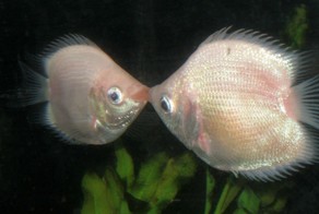 10 сексуальных рекордов в животном мире