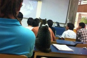 Смешная фотогалерея