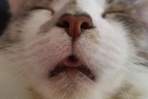 14 котов, очень некомфортно чувствующих себя перед веб-камерой