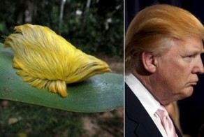 21 картинка, до смешного напоминающая Дональда Трампа