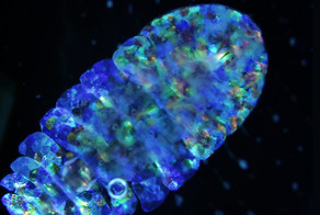 Потрясающая маскировка морских сапфиров