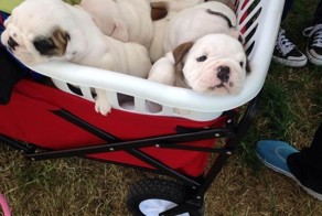 18 корзинок со щеночками для тех, кому нужно поднять настроение