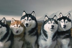 Шедевральные портреты животных в фотографиях Тима Флака