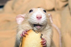 А вы знали, что животные умеют улыбаться?