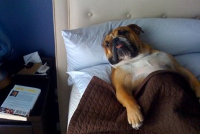 16 собак, которые не хотят вставать на ноги