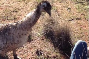 Домогавшаяся туриста эму стала звездой интернета