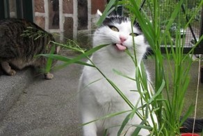 Смешные рисунки