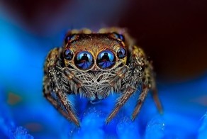 10 самых милых пауков в мире