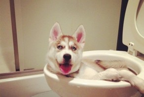 Смешной фотоприкол