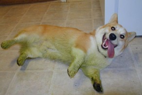 24 собаки, которые обожают валятся на свежескошенной траве