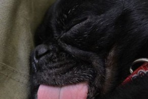 Прикольные фото и картинки от zubrilov за 04.07.2013 №160737