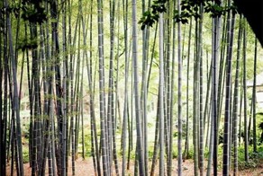 Топ 8 самых необычных и мучительных пыток (14 фото)