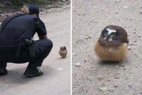 Очаровательный совенок преградил дорогу полицейской машине