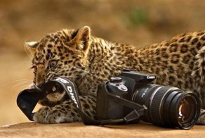 Хороший фотограф всегда в центре внимания