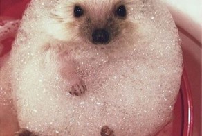 15 очаровательных животных, принимающих водные процедуры 