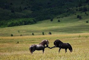 Бесплатно фото