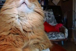 Фотоприкол недели