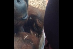 Орангутанг поцеловал живот беременной девушки