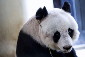 Старейшая панда в мире отпраздновала день рождения